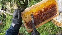 土蜂蜜的鉴定方法