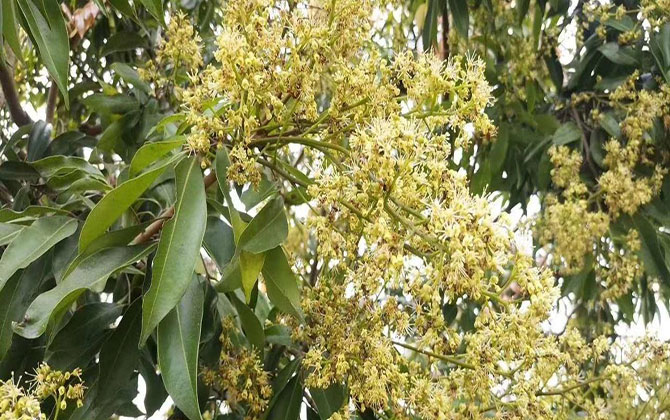 荔枝蜜