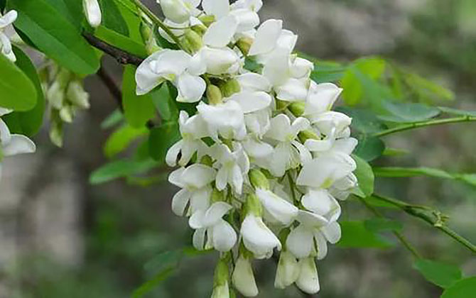 洋愧蜜