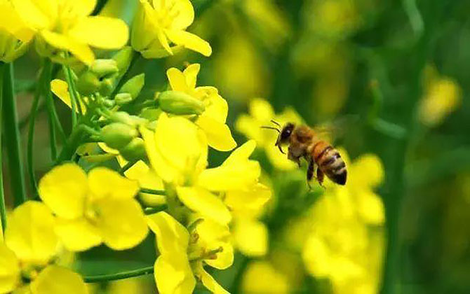 油菜蜜