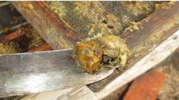 蜂胶可以长期食用吗？